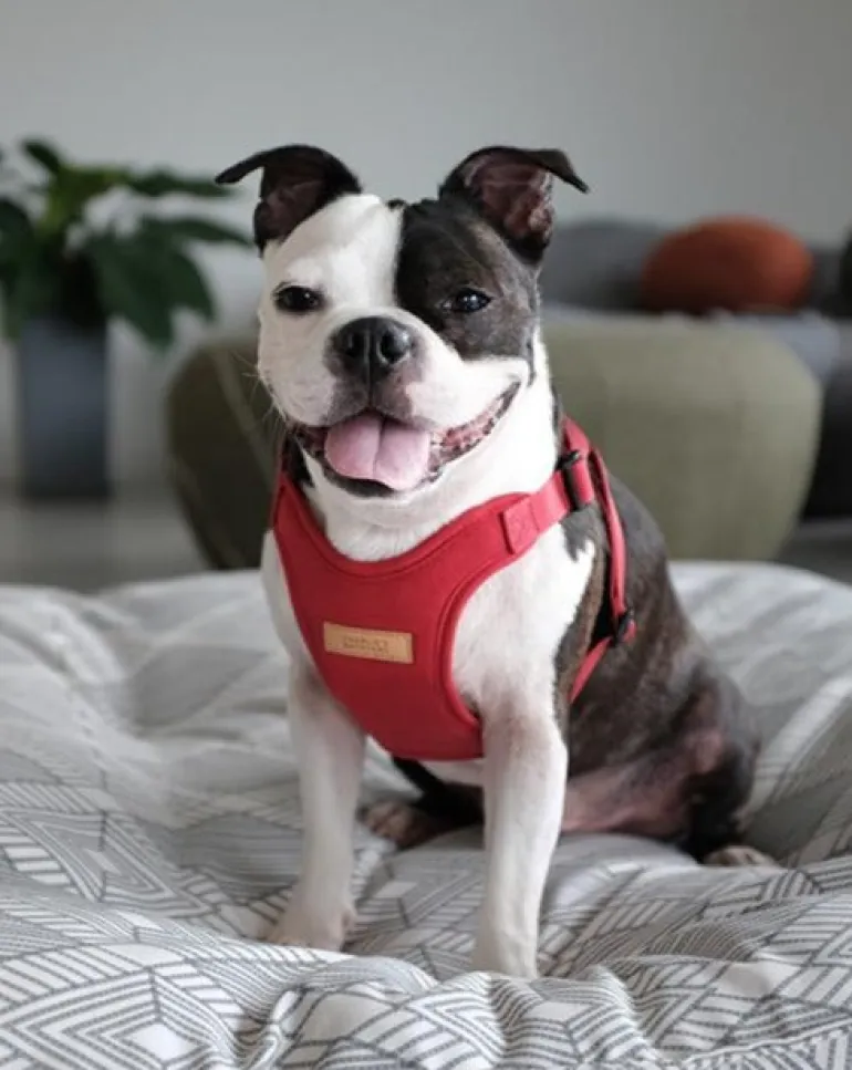 Comfort Dog Harness in Red
