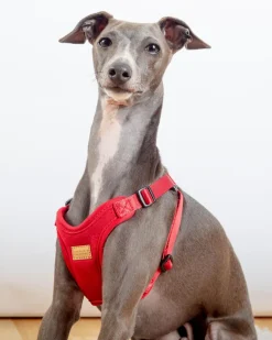 Comfort Dog Harness in Red