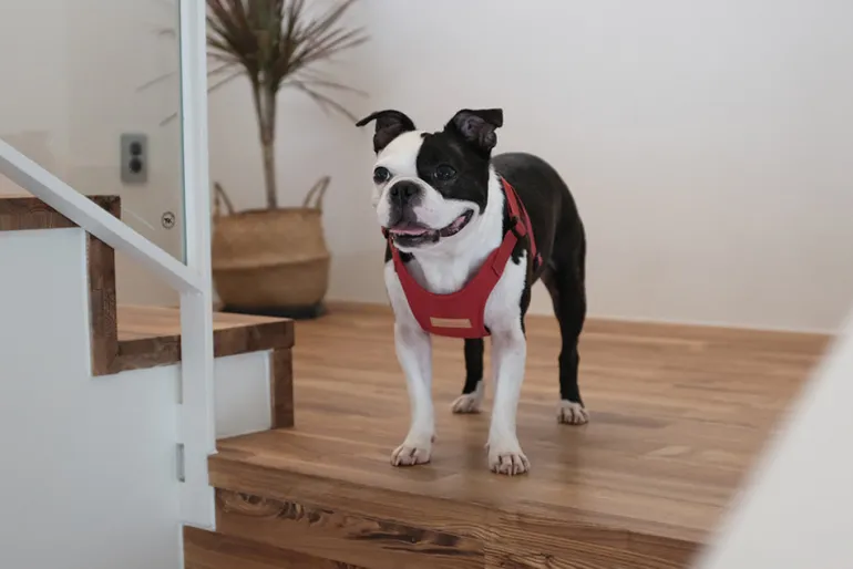 Comfort Dog Harness in Red