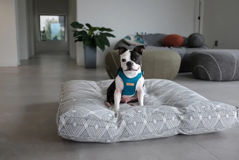 Comfort Dog Harness in Teal
