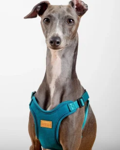 Comfort Dog Harness in Teal