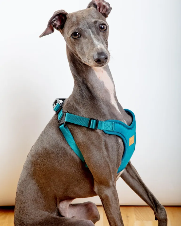 Comfort Dog Harness in Teal