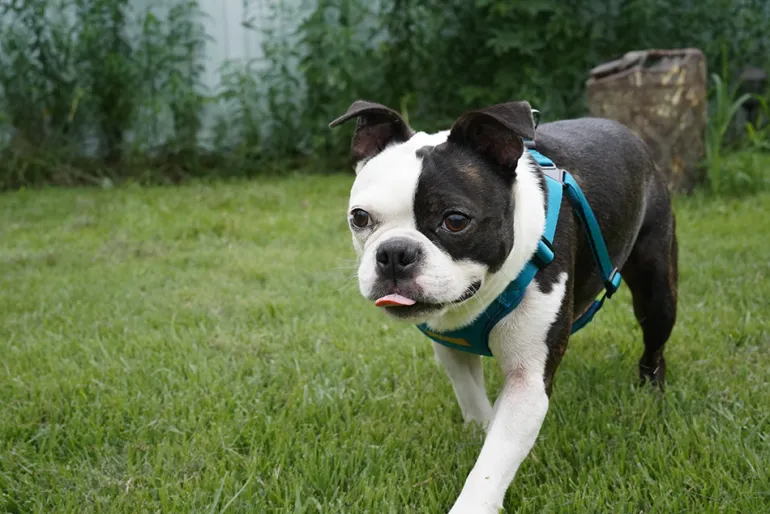 Comfort Dog Harness in Teal