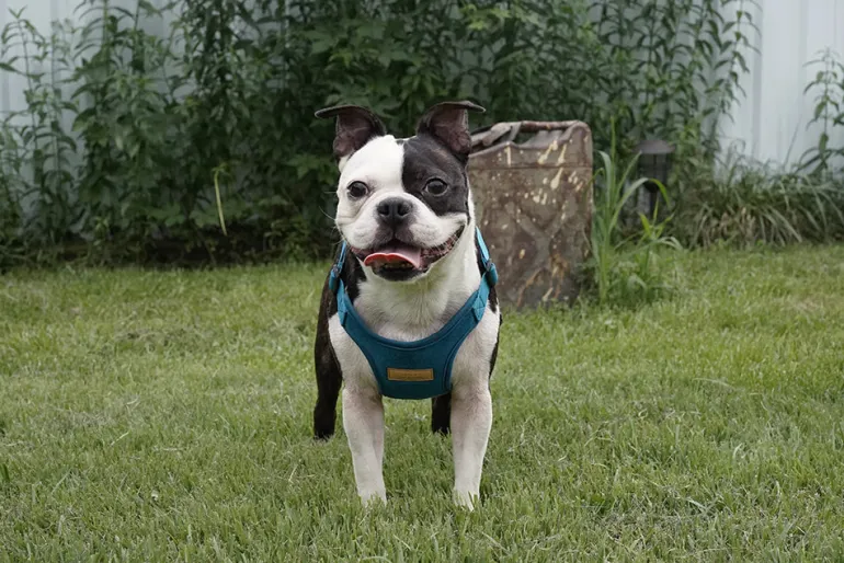 Comfort Dog Harness in Teal