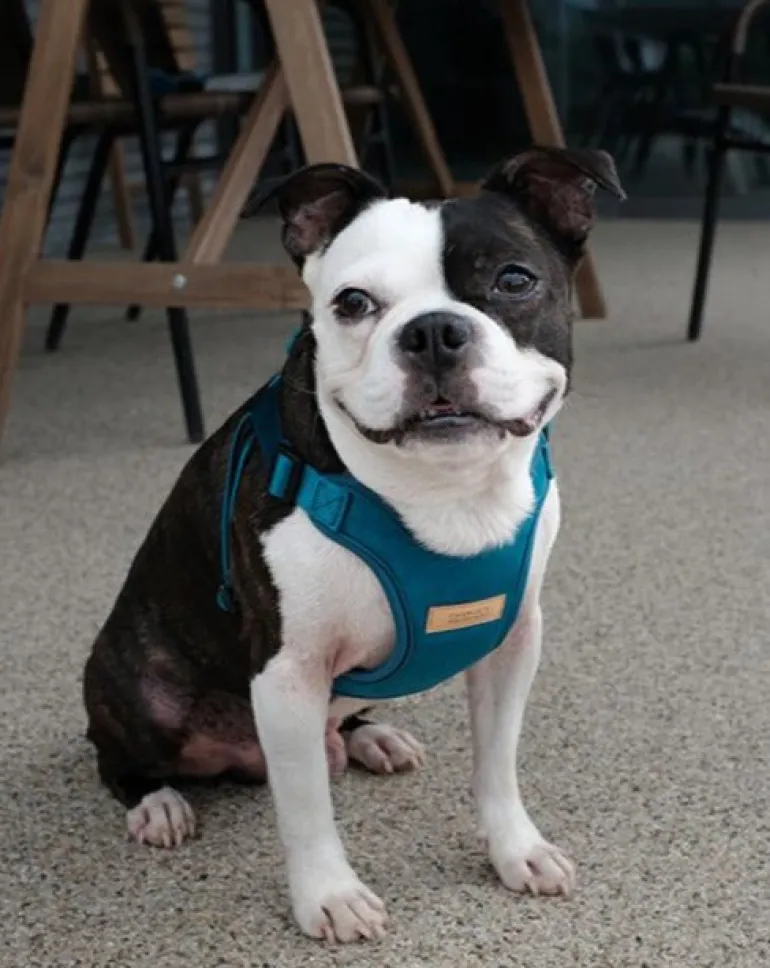 Comfort Dog Harness in Teal