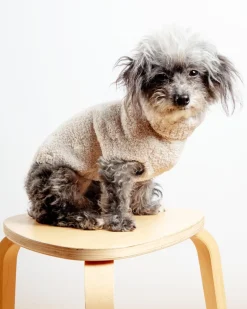CozyChic® Starry Night Pet Sweater in Stone Pearl