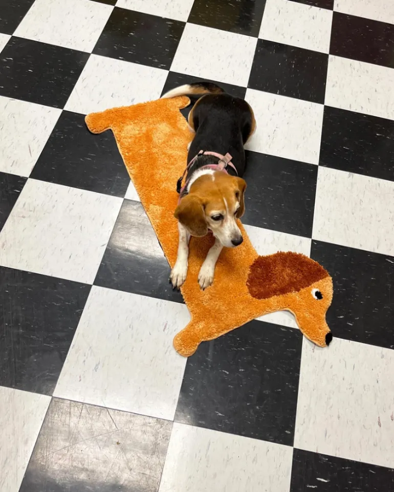 Dachshund Door, Bath + Feeding Mat