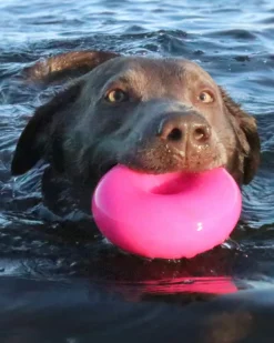 Dawg-Nut Rubber Dog Toy (Made in the USA)