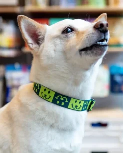 Dog Collar with Black Hardware in Neon Yellow & Green (Made in the USA)