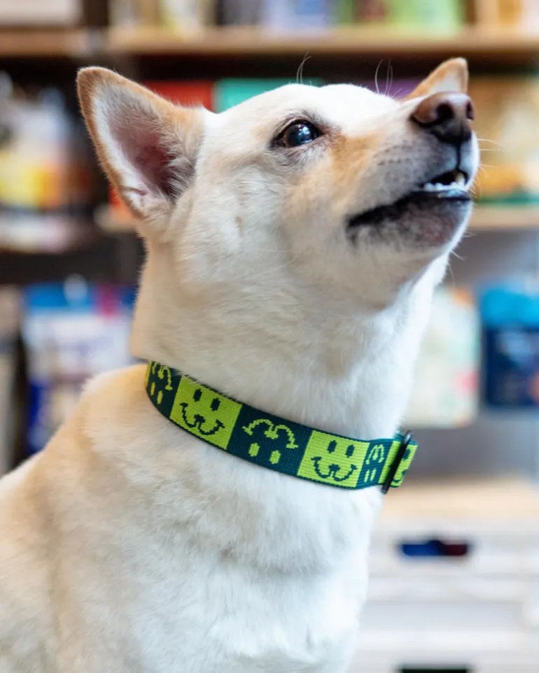 Dog Collar with Black Hardware in Neon Yellow & Green (Made in the USA)