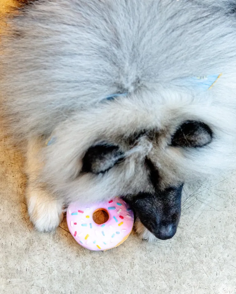 Donut Latex Squeaky Dog Toy