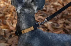 Easy Dog Collar in Black