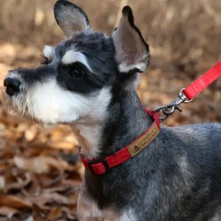 Easy Dog Collar in Red