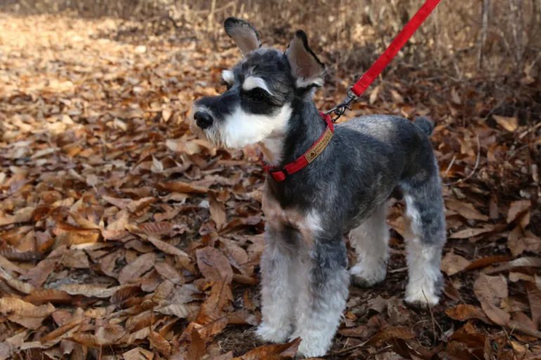 Easy Dog Collar in Red