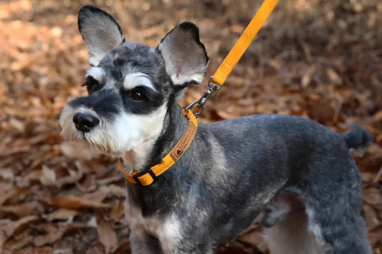 Easy Dog Collar in Yellow