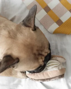 Eclair Enrichment Dog Toy