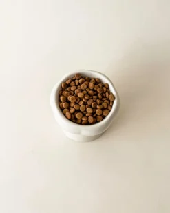 Elevated Pet Food Bowl in Creamy Beige
