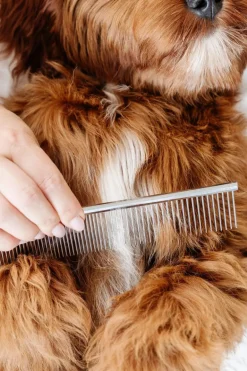 Everyday Comb for Dogs