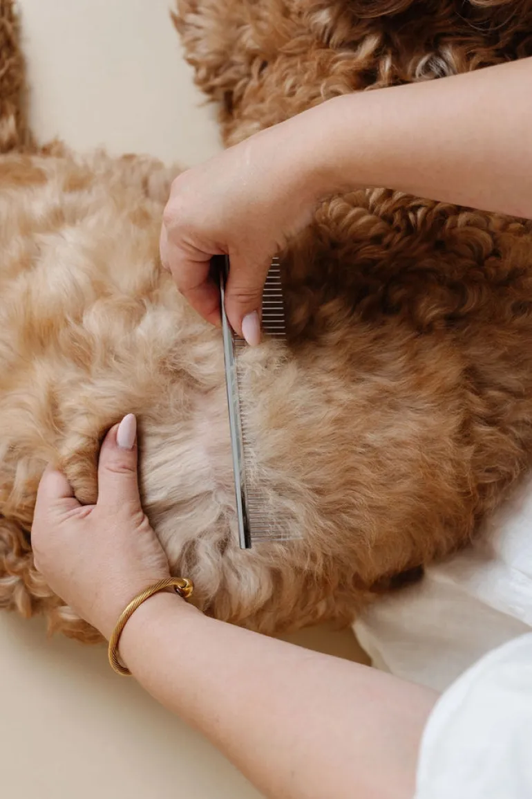 Everyday Comb for Dogs