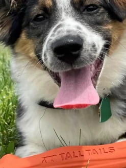 Fetch Stick Dog Toy