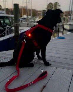Firefly Dog LED Safety Light