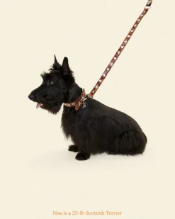 Flower Power Dog Leash in Cougar