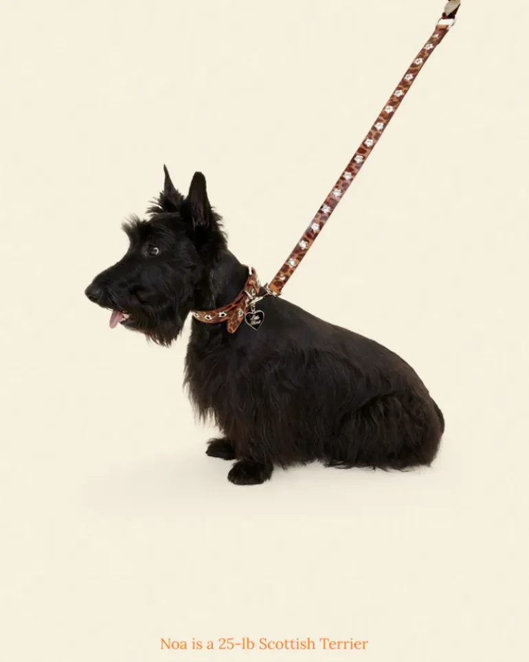 Flower Power Dog Leash in Cougar