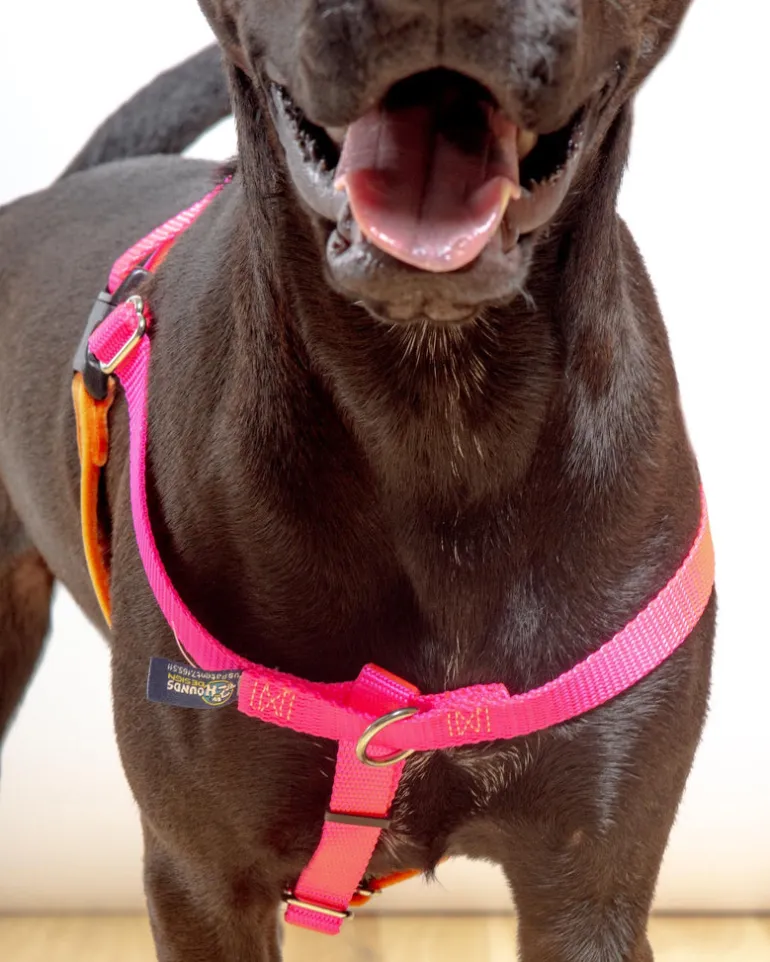Freedom No-Pull Harness in Neon Pink & Orange (Made in the USA)