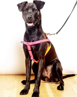 Freedom No-Pull Harness in Neon Pink & Orange (Made in the USA)