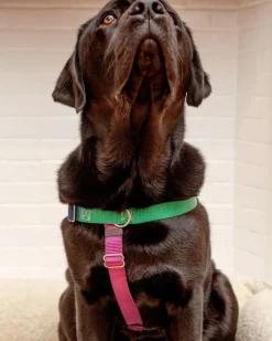 Freedom No-Pull Harness in Spice (Made in the USA)