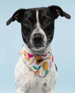 Fruit Salad Cooling Dog Bandana