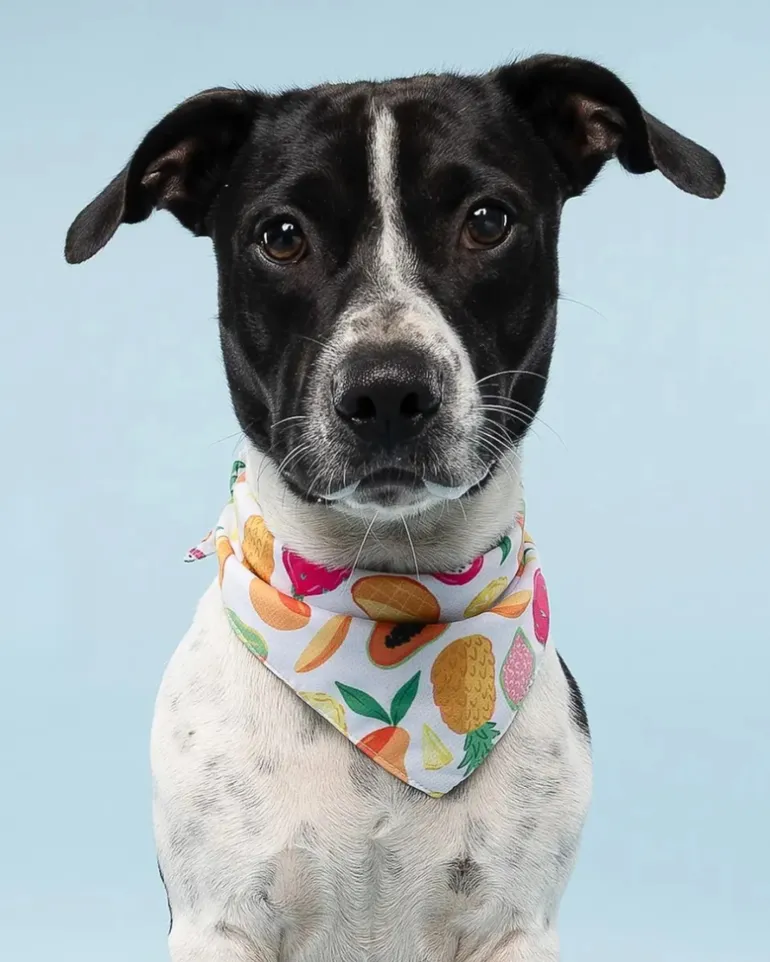 Fruit Salad Cooling Dog Bandana