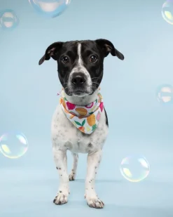 Fruit Salad Cooling Dog Bandana