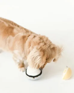 Gillardeau Oyster Dog Plush Toy