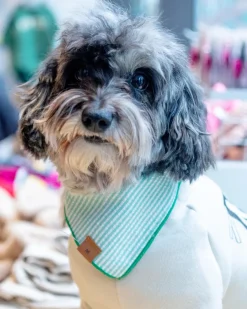 Green Seersucker Dog Bandana