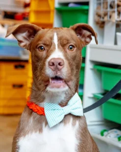 Green Seersucker Dog Bow Tie