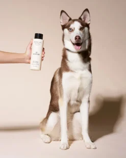 Healthy Coat Dog Shampoo