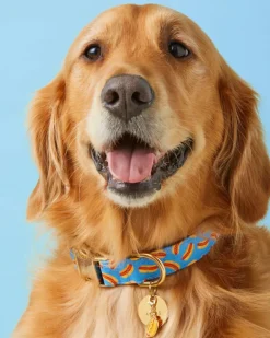 Hot Diggity Dog Collar