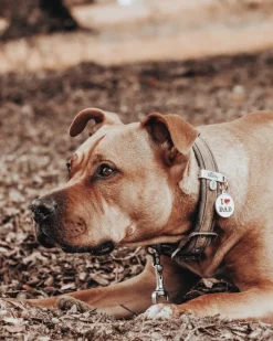 I Love Dad Custom Circle Pet ID Tag