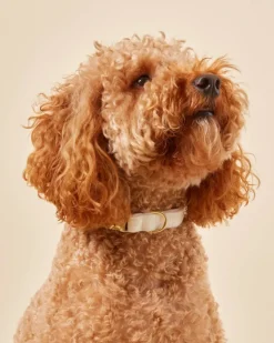 Ivory Velvet Dog Collar (Made in the USA)