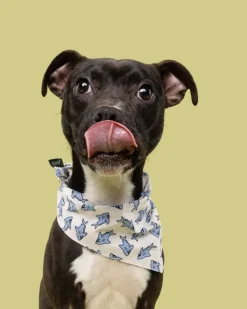 Jawz Dog Bandana