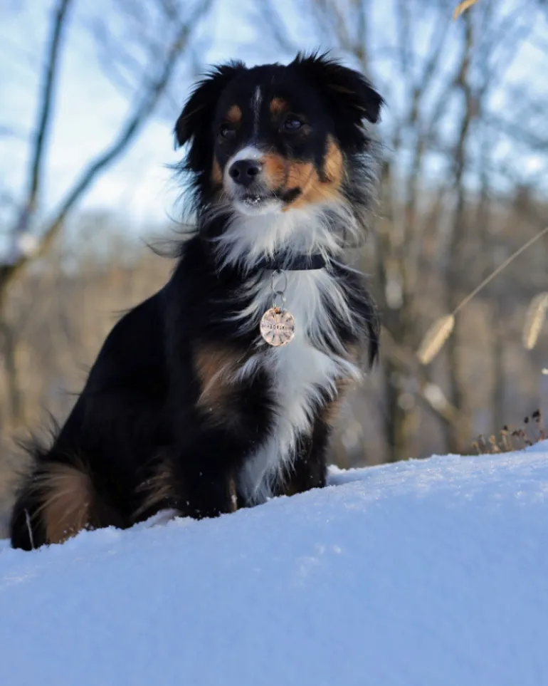 Juno Forest Custom Dog ID Tag (Custom/Drop-Ship) (Made in the USA)
