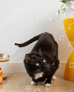 Kiko Catnip Bubbles