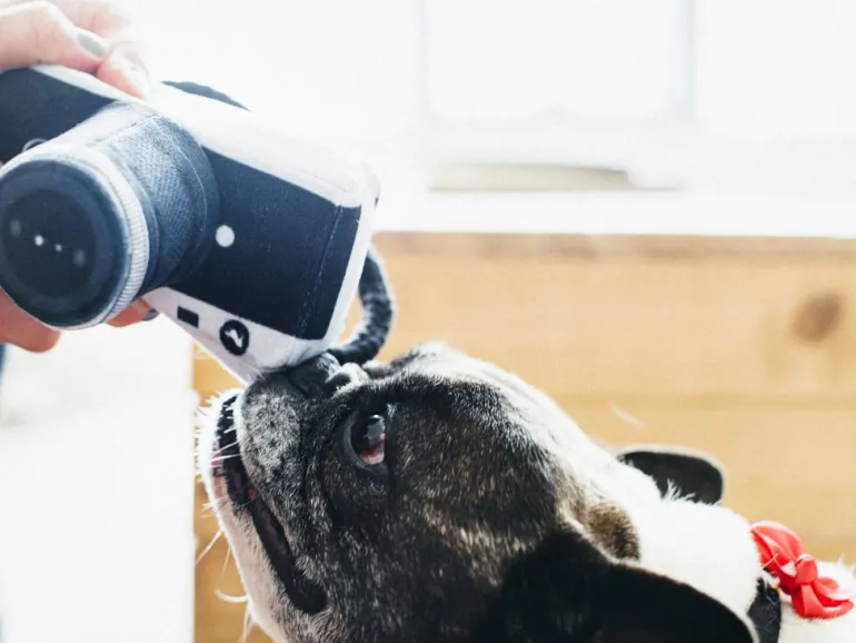 Lens Licker Camera Squeaker Dog Toy
