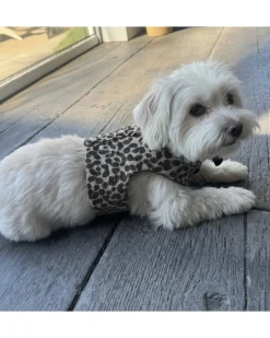 Leopard Print Dog Harness (Made in the USA)