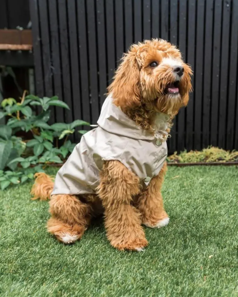 Life Dog Raincoat in Sandstone