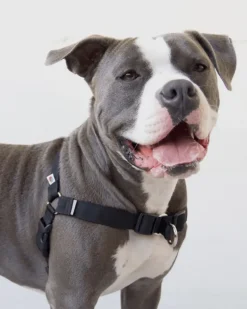 Linden No Pull Front Clip Dog Harness