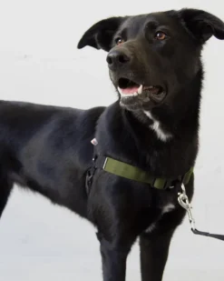 Linden No Pull Front Clip Dog Harness
