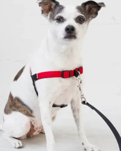 Linden No Pull Front Clip Dog Harness