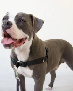 Linden No Pull Front Clip Dog Harness